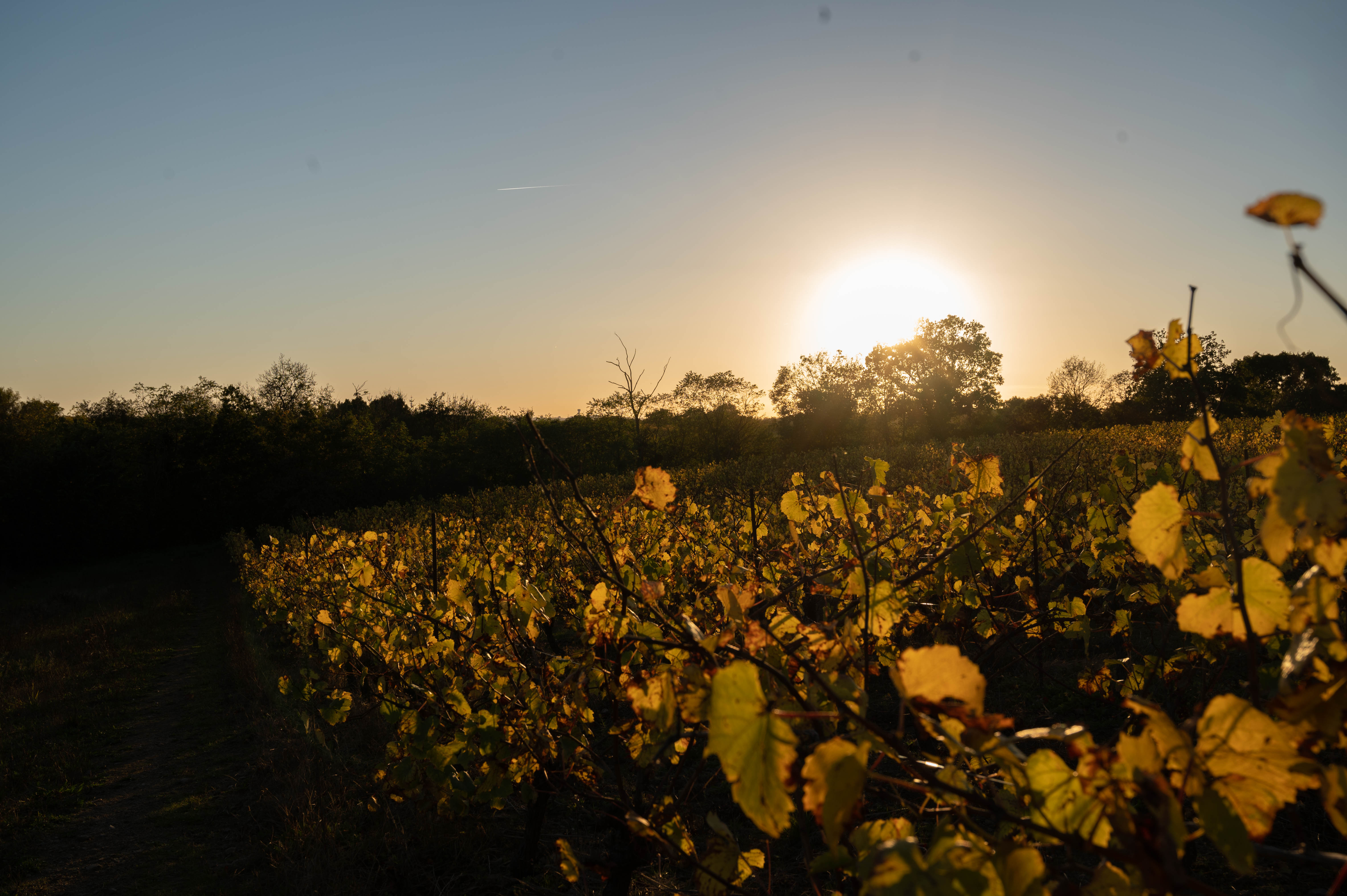 The Providence vineyards at sunset, Vallet